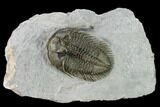 Tower-Eyed, Erbenochile Trilobite - Top Quality! #160888-4